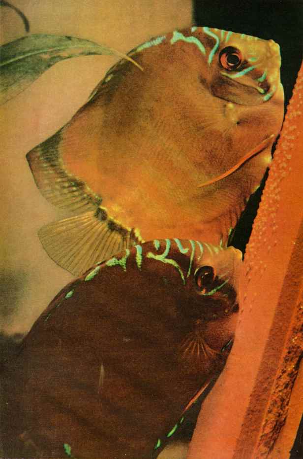  - the-discus-fish-yields-a-secret-national-geographic-mai-1960