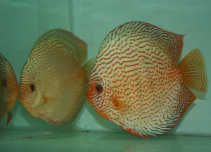 discus